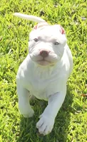 Kalani, a male American Bully for sale in Middleburg, FL – 7 of 9