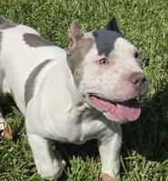 Kai, a male American Bully for sale in Middleburg, FL – 7 of 7