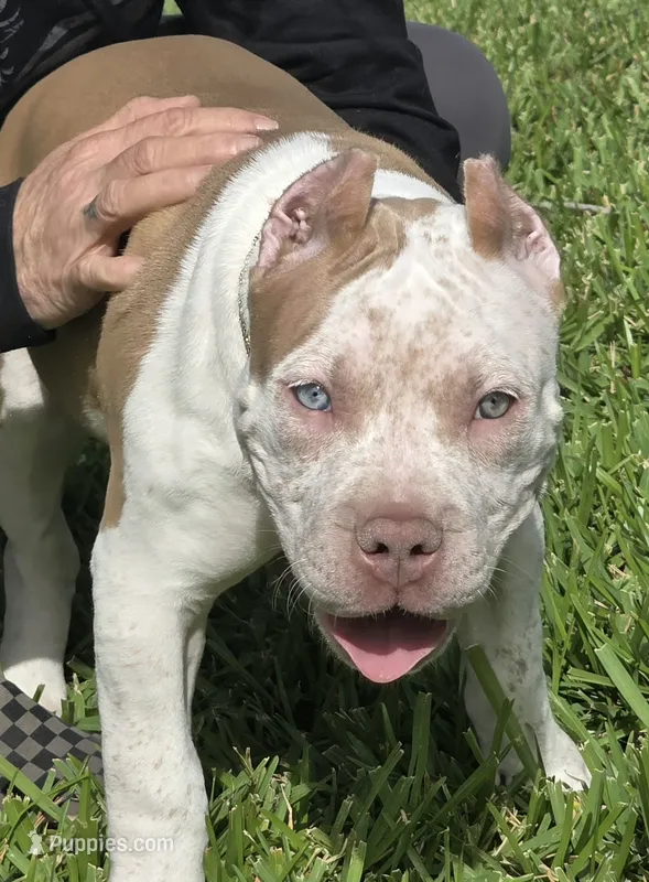 Hershey – American Bully puppy for sale in Middleburg, FL