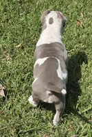 Graham, a female American Bully for sale in Middleburg, FL – 8 of 8