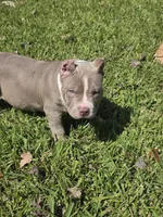 Kaleo, a male American Bully for sale in Middleburg, FL – 5 of 6