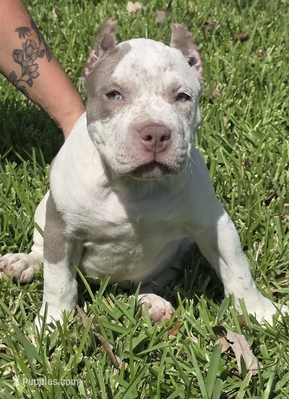 Graham – American Bully puppy for sale in Middleburg, FL