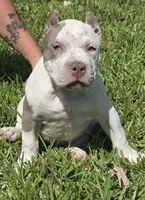 Graham, a female American Bully for sale in Middleburg, FL – 1 of 8