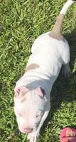 Kalani, a male American Bully for sale in Middleburg, FL – 8 of 9
