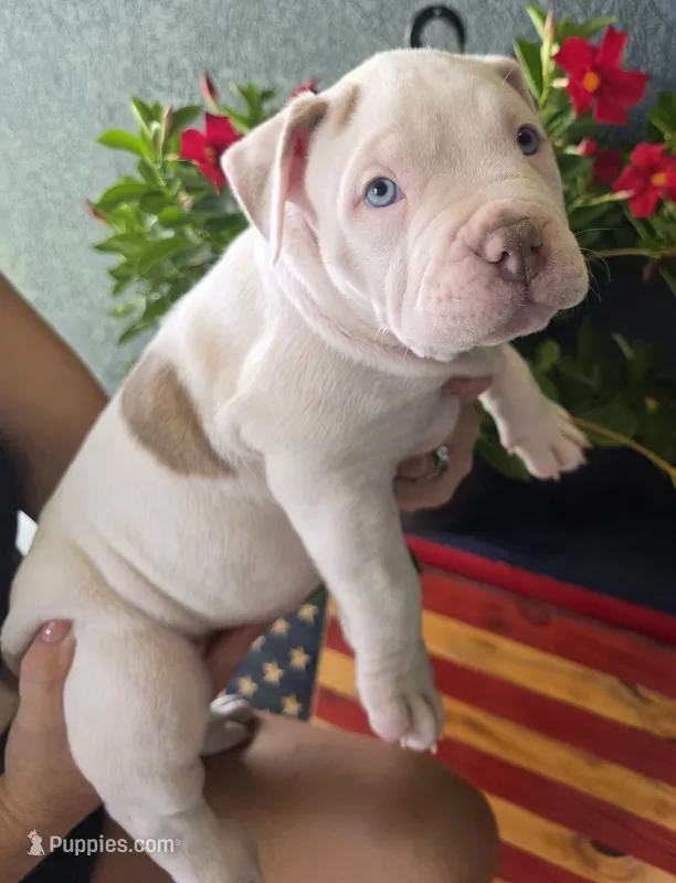 Kalani – American Bully puppy for sale in Middleburg, FL