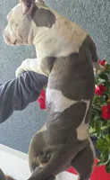 Graham, a female American Bully for sale in Middleburg, FL – 9 of 10