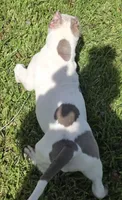 Kai, a male American Bully for sale in Middleburg, FL – 4 of 7
