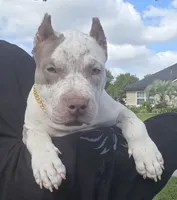 Graham, a female American Bully for sale in Middleburg, FL – 6 of 10