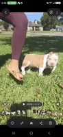 Hershey, a female American Bully for sale in Middleburg, FL – 10 of 10
