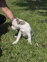 Graham, a female American Bully for sale in Middleburg, FL – 3 of 8