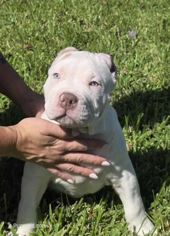 Kalani – American Bully puppy for sale in Middleburg, FL