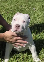 Kalani, a male American Bully for sale in Middleburg, FL – 1 of 9