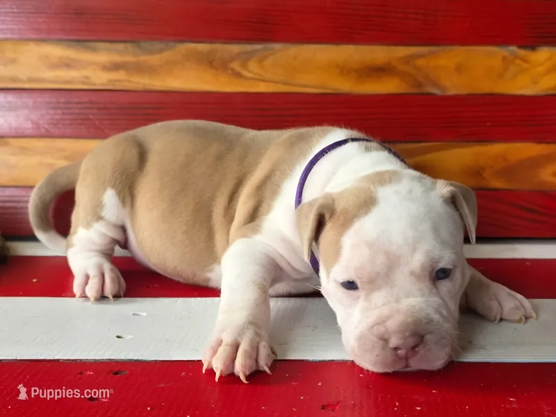 Hershey – American Bully puppy for sale in Middleburg, FL
