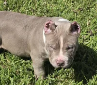 Kaleo, a male American Bully for sale in Middleburg, FL – 4 of 6