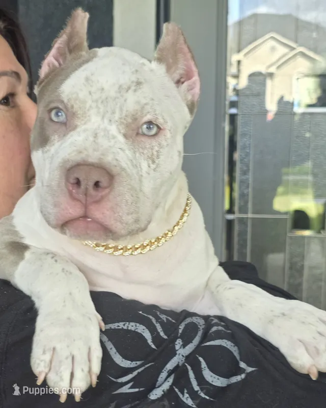 Graham – American Bully puppy for sale in Middleburg, FL