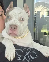 Graham, a female American Bully for sale in Middleburg, FL – 1 of 10