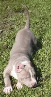 Kaleo, a male American Bully for sale in Middleburg, FL – 6 of 6