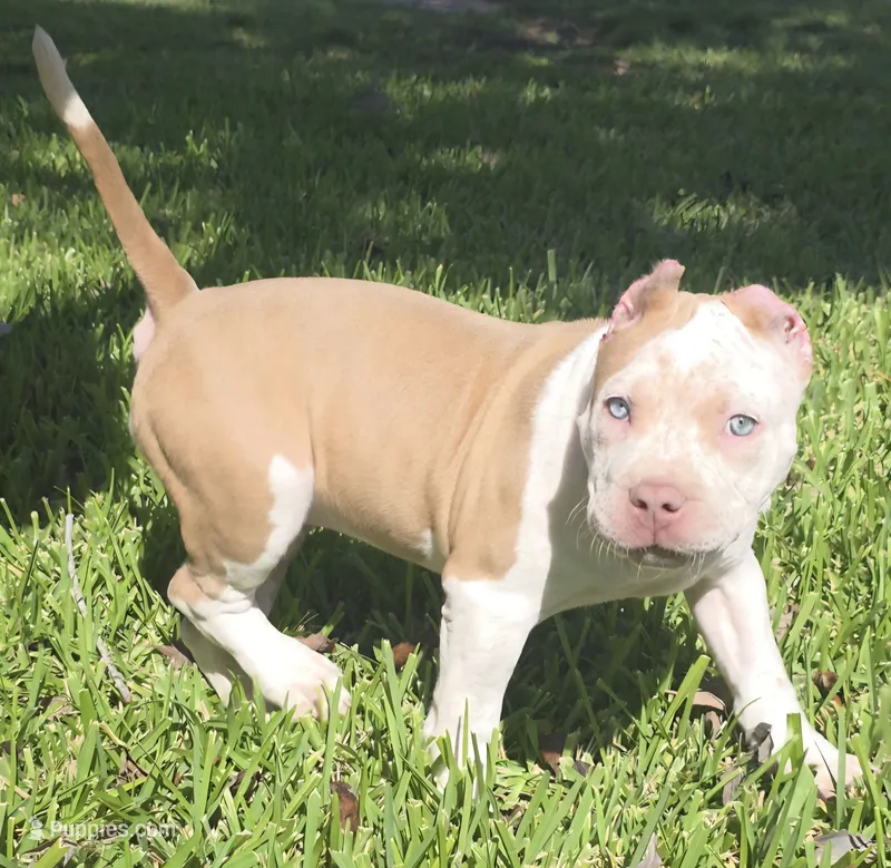Hershey – American Bully puppy for sale in Middleburg, FL