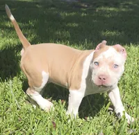 Hershey, a female American Bully for sale in Middleburg, FL – 1 of 10