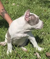 Graham, a female American Bully for sale in Middleburg, FL – 2 of 8
