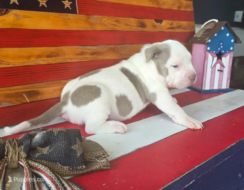 Kai – American Bully puppy for sale in Middleburg, FL