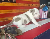 Kai, a male American Bully for sale in Middleburg, FL – 1 of 1