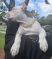 Graham, a female American Bully for sale in Middleburg, FL – 7 of 10