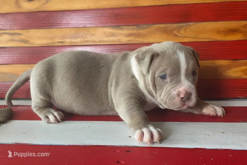 Kaleo – American Bully puppy for sale in Middleburg, FL