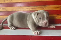Kaleo, a male American Bully for sale in Middleburg, FL – 1 of 1