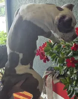 Graham, a female American Bully for sale in Middleburg, FL – 10 of 10