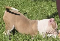 Hershey, a female American Bully for sale in Middleburg, FL – 4 of 10