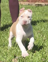 Hershey, a female American Bully for sale in Middleburg, FL – 2 of 10