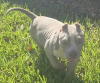 Keanu, a male American Bully for sale in Middleburg, FL – 9 of 10