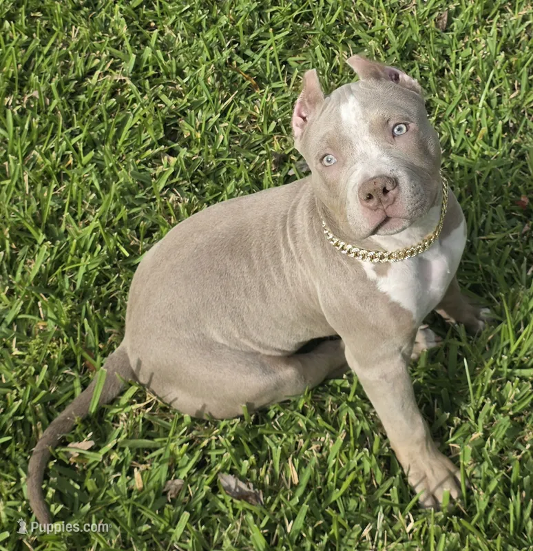 Keanu – American Bully puppy for sale in Middleburg, FL