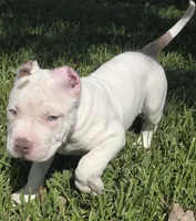 Kalani, a male American Bully for sale in Middleburg, FL – 5 of 9