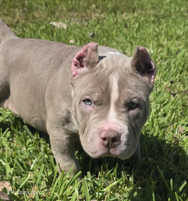 Kaleo – American Bully puppy for sale in Middleburg, FL