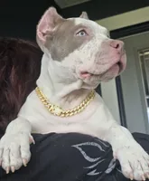 Graham, a female American Bully for sale in Middleburg, FL – 2 of 10