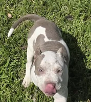 Graham, a female American Bully for sale in Middleburg, FL – 4 of 8