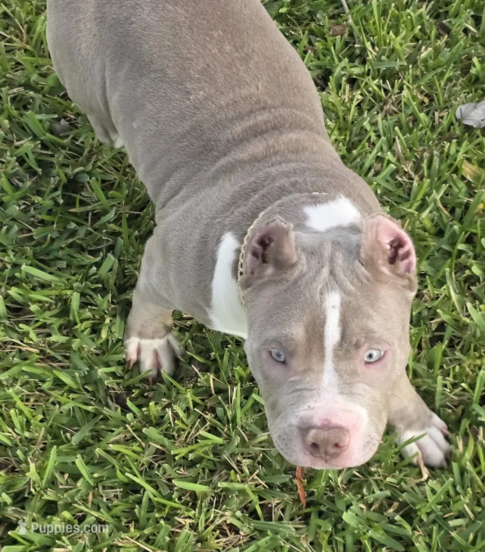 Kaleo – American Bully puppy for sale in Middleburg, FL