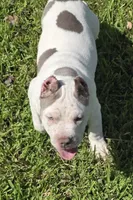Kai, a male American Bully for sale in Middleburg, FL – 5 of 7