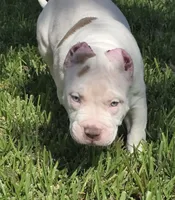 Kalani, a male American Bully for sale in Middleburg, FL – 2 of 9