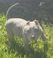 Keanu, a male American Bully for sale in Middleburg, FL – 10 of 10
