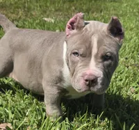 Kaleo, a male American Bully for sale in Middleburg, FL – 2 of 6