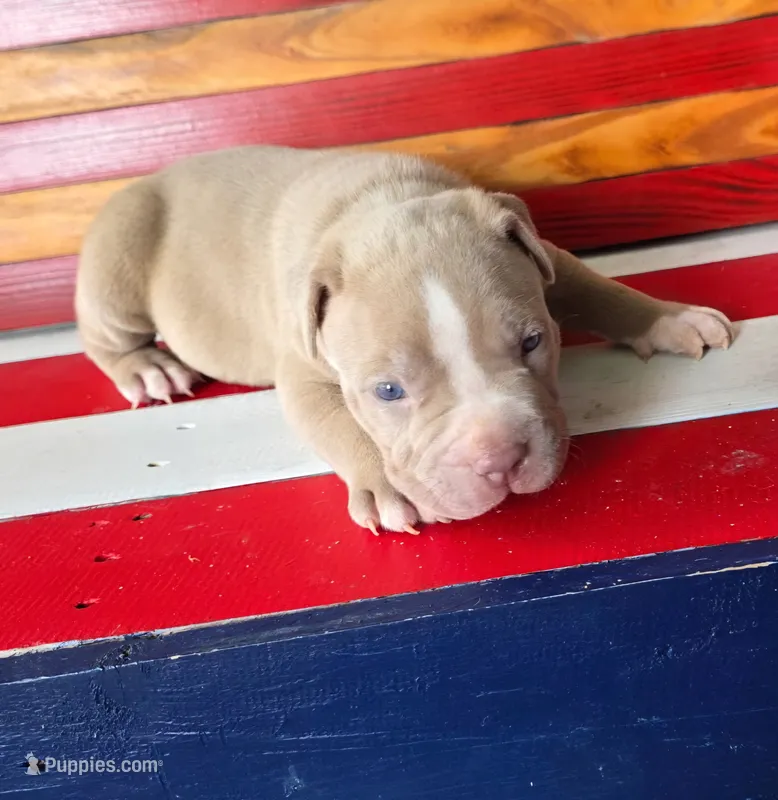 Koa – American Bully puppy for sale in Middleburg, FL