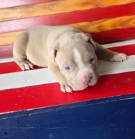 Koa, a male American Bully for sale in Middleburg, FL – 1 of 1