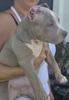 Keanu, a male American Bully for sale in Middleburg, FL – 6 of 10