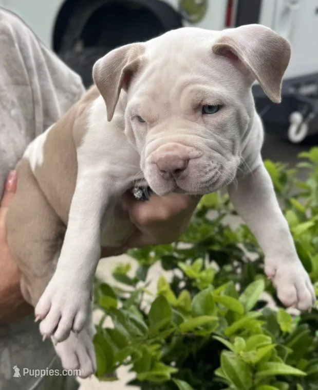 Churro – American Bully puppy for sale in Middleburg, FL