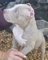 Keanu, a male American Bully for sale in Middleburg, FL – 4 of 10