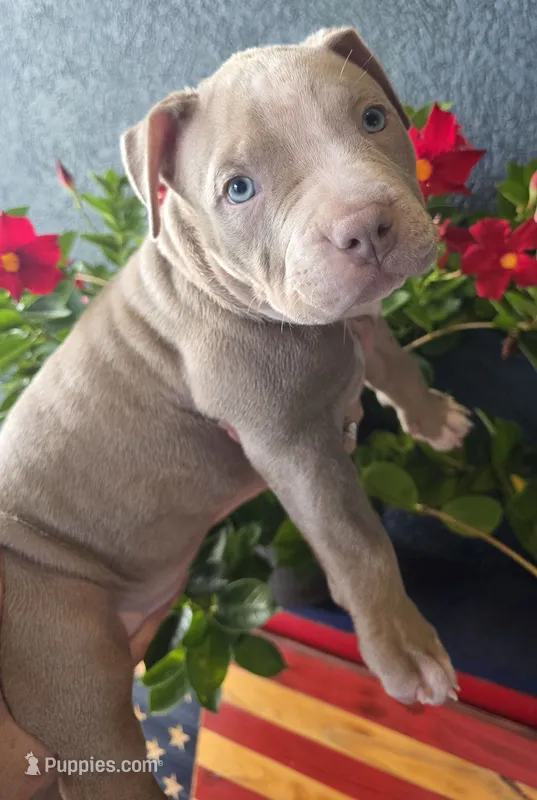 Keanu – American Bully puppy for sale in Middleburg, FL