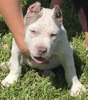 Kai, a male American Bully for sale in Middleburg, FL – 2 of 7